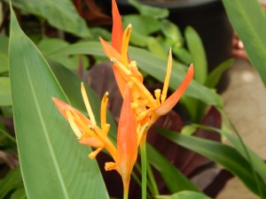 HELICONIA PSITTACORUM ANDROMEDA A RARE DWARF HELICONIA WITH ORANGE BLOSSOMS