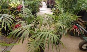 HOWEA FORSTERIANA THE KENTIA PALM