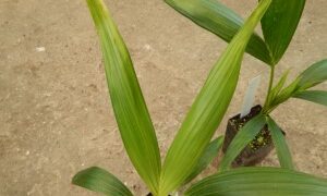HOWEA FORSTERIANA THE KENTIA PALM