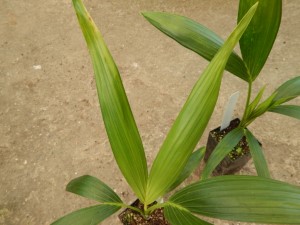 HOWEA FORSTERIANA THE KENTIA PALM