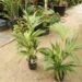 HOWEA FORSTERIANA THE KENTIA PALM