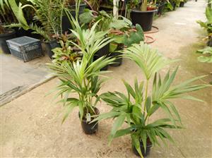 HOWEA FORSTERIANA THE KENTIA PALM