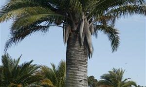 JUBAEA CHILENSIS THE CHILEAN WINE PALM – A TRUCK STAND ALONE SPECIMEN PALM