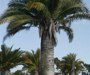 JUBAEA CHILENSIS THE CHILEAN WINE PALM – A TRUCK STAND ALONE SPECIMEN PALM