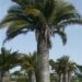 JUBAEA CHILENSIS THE CHILEAN WINE PALM – A TRUCK STAND ALONE SPECIMEN PALM