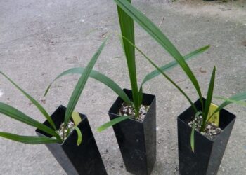 JUBAEA CHILENSIS THE CHILEAN WINE PALM FAT TRUNK – BUT SLOW GROWING