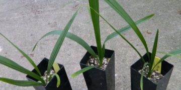 JUBAEA CHILENSIS THE CHILEAN WINE PALM FAT TRUNK – BUT SLOW GROWING