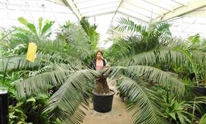 LEPIDOZAMIA PEROFFSKYANA A “USER FRIENDLY” LARGE GREEN CYCAD