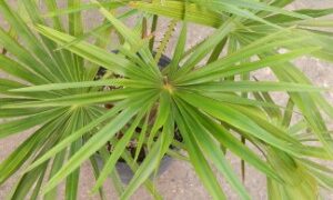 LIVISTONA SPECIES THESE ARE FAN PALMS – MANY WITH GOOD COLD TOLERANCE