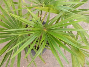 LIVISTONA SPECIES THESE ARE FAN PALMS – MANY WITH GOOD COLD TOLERANCE