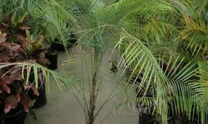 SYAGRUS (LYTOCARYUM) WEDDELLIANUM DWARF SINGLE TRUNK PINNATE PALM