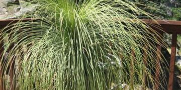 DASYLIRION LONGISSIMUM THE MEXICAN GRASS PLANT