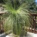 DASYLIRION LONGISSIMUM THE MEXICAN GRASS PLANT