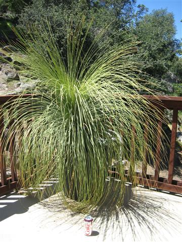 DASYLIRION LONGISSIMUM THE MEXICAN GRASS PLANT - Junglemusic.com