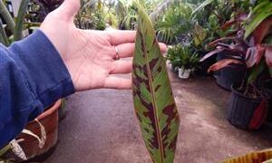MUSA SUMATRANA ZEBRINA A NON-FRUITING BANANA ORNAMENTAL BANANA