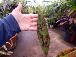MUSA SUMATRANA ZEBRINA A NON-FRUITING BANANA ORNAMENTAL BANANA