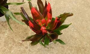 NEORGELIA MEDUSA INNER LEAVES PROMINENTLY RED FILTERED LIGHT SPECIES