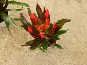 NEORGELIA MEDUSA INNER LEAVES PROMINENTLY RED FILTERED LIGHT SPECIES