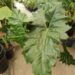 PHILODENDRON EVANSII SUPER RARE AND HARD TO FIND SPECIES WITH HUGE LEAVES