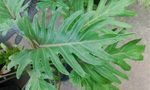 ASSORTED PHILODENDRON SPECIES A VARIETY OF “SPECIES” AVAILABLE – MOST CLIMB, SOME DON’T
