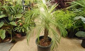 PHOENIX ROEBELENII THE PYGMY DATE PALM