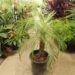 PHOENIX ROEBELENII THE PYGMY DATE PALM