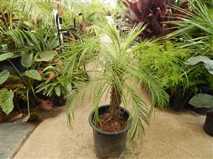 PHOENIX ROEBELENII THE PYGMY DATE PALM