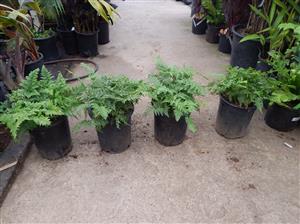 RABITTS FOOT FERN DAVALIA FEJEENSIS