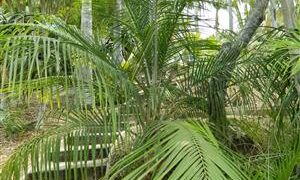 RAVENEA GLAUCA A SUPER DESIRABLE MADAGASCAR PALM