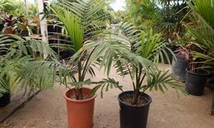 RAVENEA RIVULARIS THE MAJESTY PALM