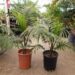 RAVENEA RIVULARIS THE MAJESTY PALM