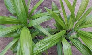 RHAPIS EXCELSA THE LADY PALM 