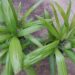 RHAPIS EXCELSA THE LADY PALM 