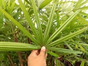 RHAPIS EXCELSA THE REGULAR LADY PALM