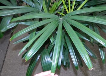 RHAPIS EXCELSA THE LADY PALM