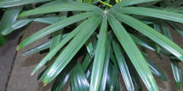 RHAPIS EXCELSA THE LADY PALM