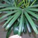 RHAPIS EXCELSA THE LADY PALM