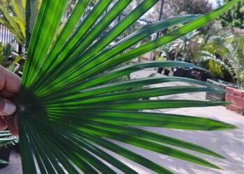 RHAPIS MULTIFIDA A RARE TYPE OF LADY PALM MUCH PRETTIER THAN REGULAR RHAPIS EXCELSA SHOWN ABOVE