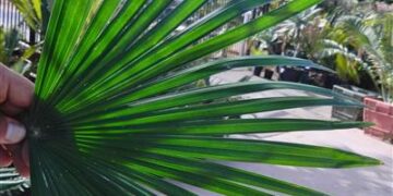 RHAPIS MULTIFIDA A RARE TYPE OF LADY PALM MUCH PRETTIER THAN REGULAR RHAPIS EXCELSA SHOWN ABOVE