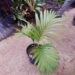 RHOPALOSTYLIS CHEESEMANII BEAUTIFUL GREEN CROWN SHAFTED PALM