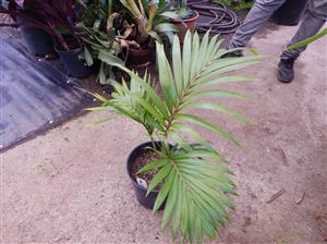 RHOPALOSTYLIS CHEESEMANII BEAUTIFUL GREEN CROWN SHAFTED PALM