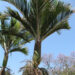 RHOPALOSTYLIS SAPIDA THE NIKAU PALM