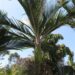 RHOPALOSTYLIS SAPIDA THE SHAVING BRUSH OR FEATHER DUSTER PALM