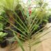 ROYSTONEA OLERACEA THE SOUTH AMERICAN ROYAL PALM