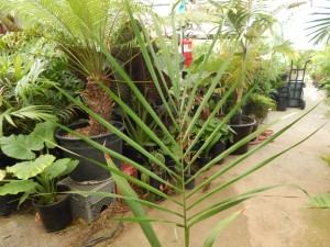 ROYSTONEA OLERACEA THE SOUTH AMERICAN ROYAL PALM