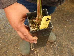 ROYSTONEA OLERACEA THE SOUTH AMERICAN ROYAL PALM