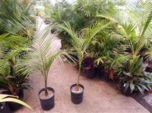 ROYSTONEA REGIA THE CUBAN ROYAL PALM