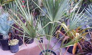 SABAL CAUSIARUM LARGE TRUNKED TROPICAL FAN PALM