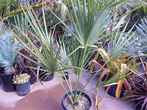 SABAL CAUSIARUM LARGE TRUNKED TROPICAL FAN PALM