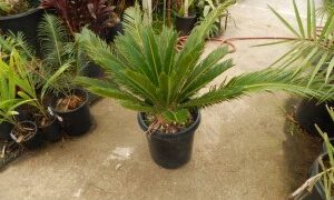 CYCAS REVOLUTA – THE SAGO PALM MOST POPULAR CYCAD IN THE WORLD